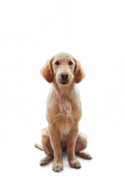 Jasper Cleanup for Pet image prop removal