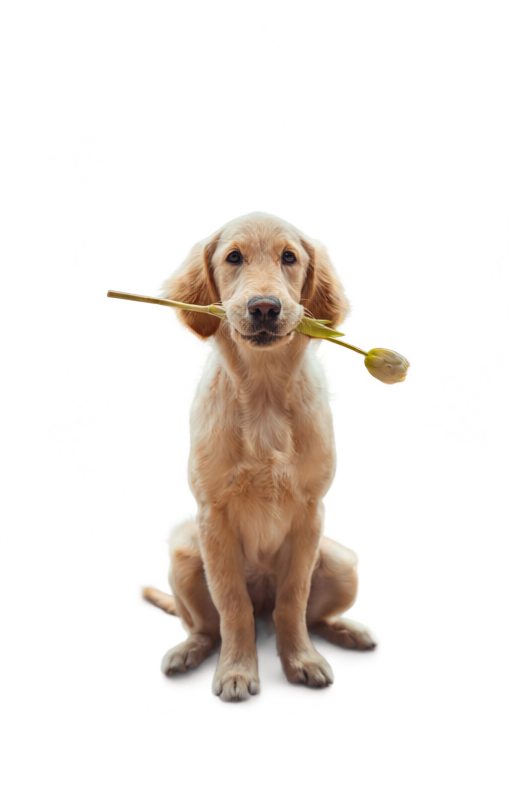 Original benchmark source with removal mask overlay for Pet image prop removal