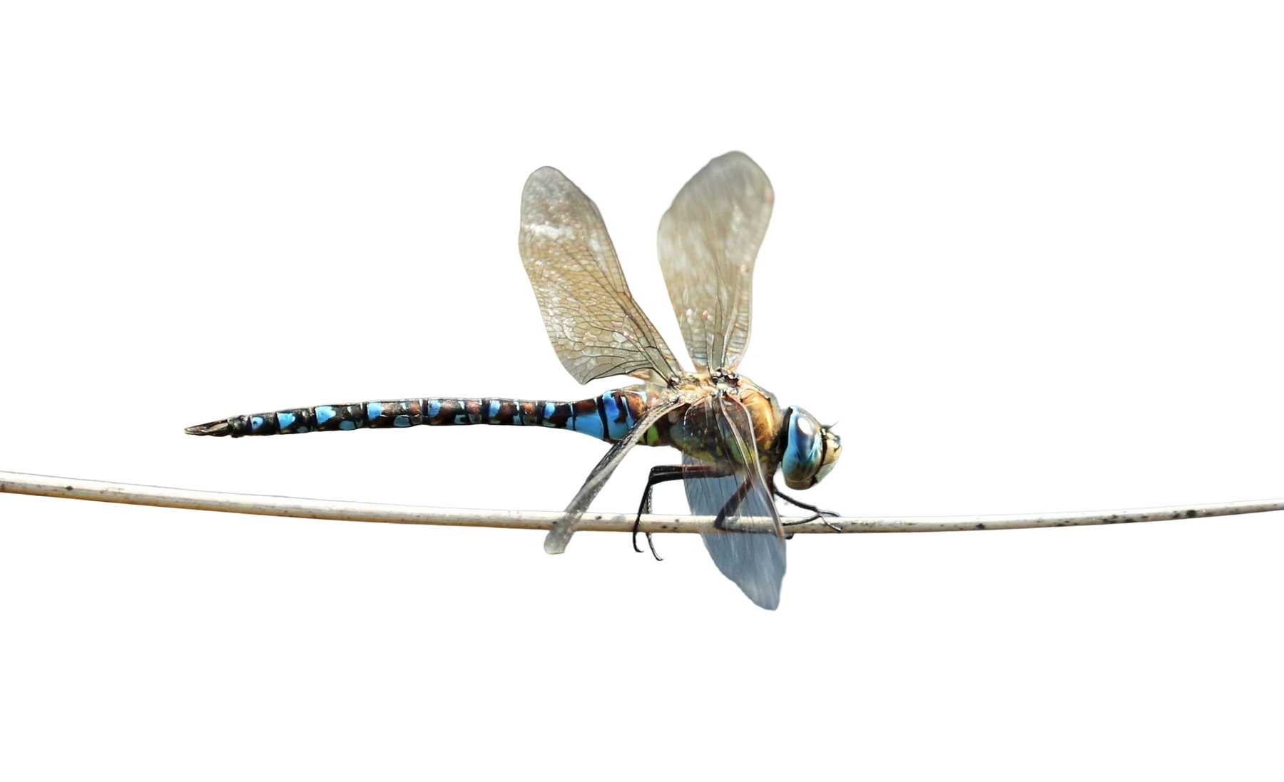 Jasper Remove Background result for Dragonfly wings and reflection