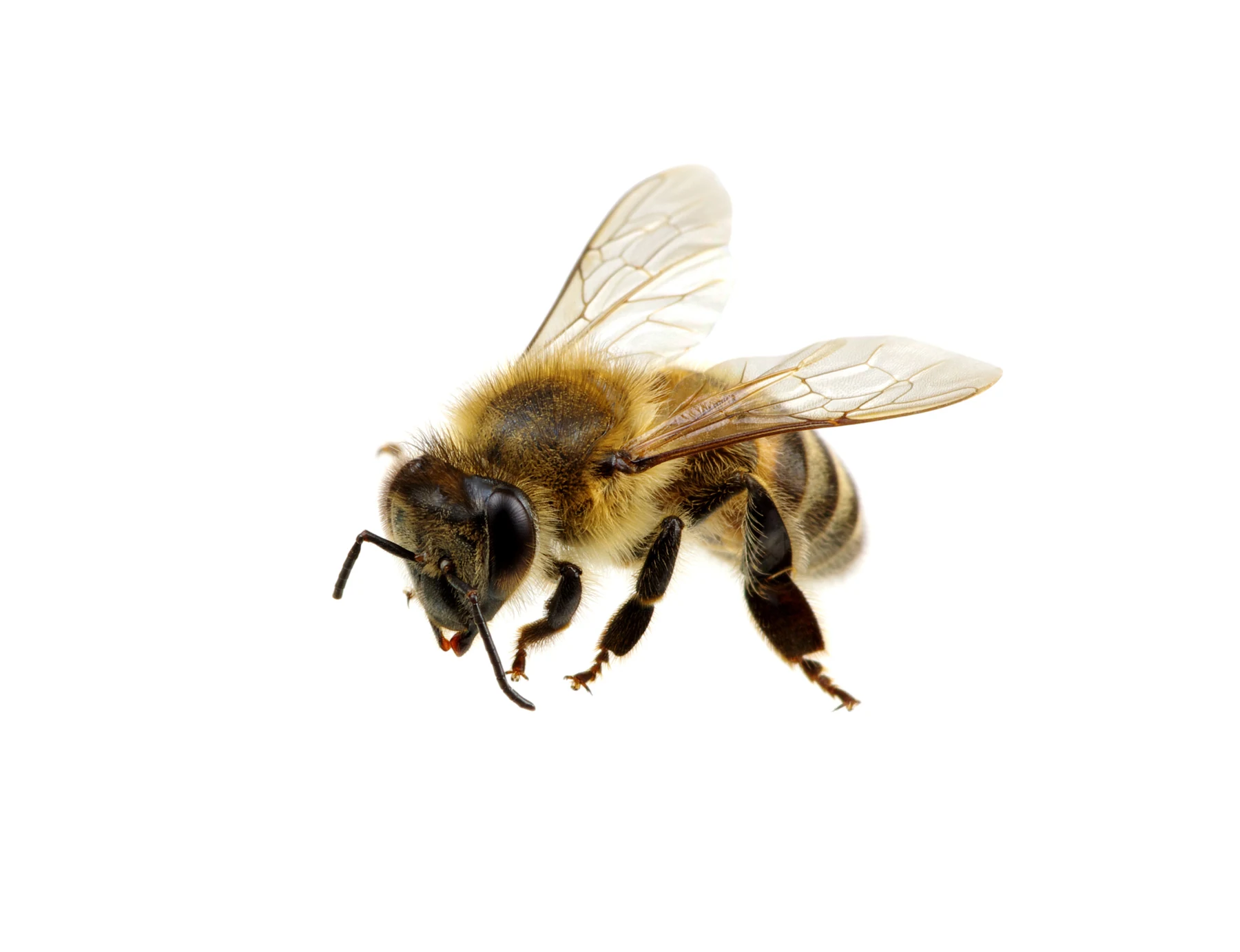 Original benchmark source for Insect wings and fine legs