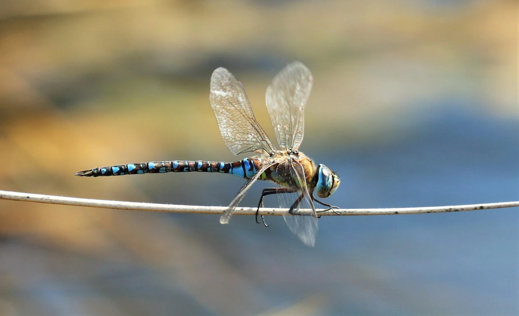 Original benchmark source for Dragonfly wings and reflection