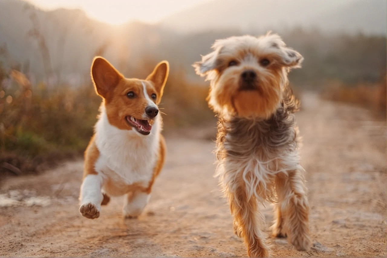 Jasper Upscale output at 2x for Pet fur and motion