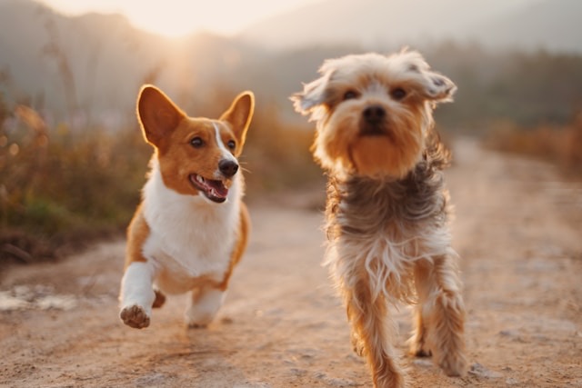 Original June 2026 Upscale benchmark source for Pet fur and motion